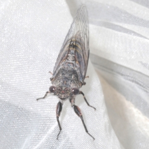 Atrapsalta furcilla at Stromlo, ACT - 31 Dec 2022