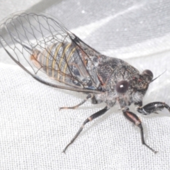 Atrapsalta furcilla at Stromlo, ACT - 31 Dec 2022