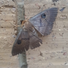 Dasypodia selenophora (Southern old lady moth) at Ngunnawal, ACT - 3 Jan 2023 by Kelly123456