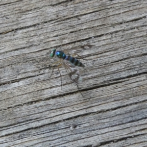 Austrosciapus connexus at Belconnen, ACT - 3 Jan 2023 11:18 AM