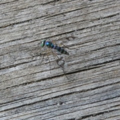 Austrosciapus connexus (Green long-legged fly) at Belconnen, ACT - 3 Jan 2023 by jgiacon