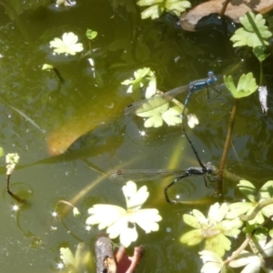 Austrolestes leda at Belconnen, ACT - 3 Jan 2023