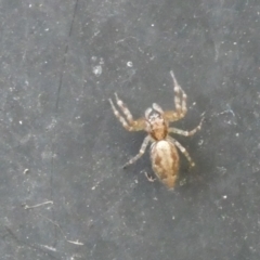 Helpis minitabunda (Threatening jumping spider) at Belconnen, ACT - 3 Jan 2023 by jgiacon