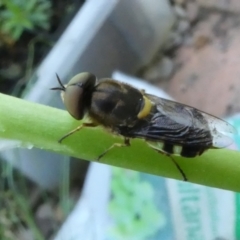 Odontomyia hunteri (Soldier fly) at Flea Bog Flat to Emu Creek Corridor - 3 Jan 2023 by JohnGiacon