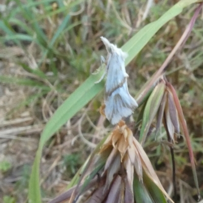 Heliocosma argyroleuca (A tortrix or leafroller moth) at Emu Creek - 3 Jan 2023 by JohnGiacon