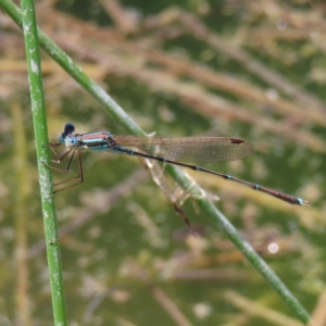 Austrolestes analis at Fisher, ACT - 3 Jan 2023 03:43 PM