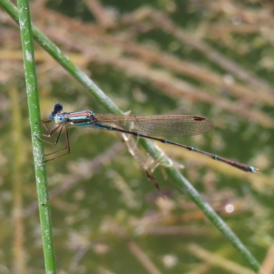 Austrolestes analis (Slender Ringtail) at Fisher, ACT - 3 Jan 2023 by MatthewFrawley