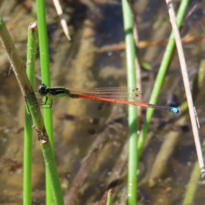 Ischnura aurora (Aurora Bluetail) at Fisher, ACT - 3 Jan 2023 by MatthewFrawley