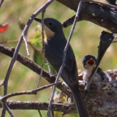 Myiagra rubecula at Fisher, ACT - 3 Jan 2023