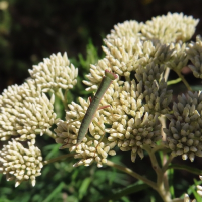 Orthodera ministralis (Green Mantid) at Mount Taylor - 3 Jan 2023 by MatthewFrawley