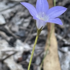 Wahlenbergia stricta subsp. stricta (Tall Bluebell) at Burrinjuck Nature Reserve - 31 Dec 2022 by JaneR