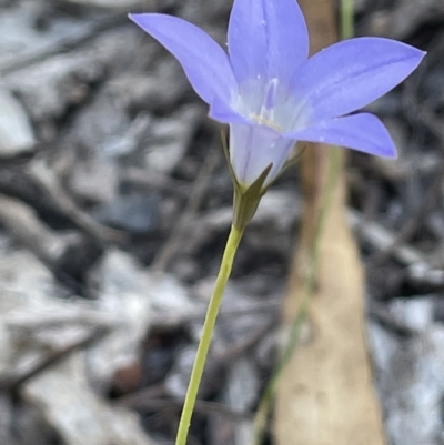 Wahlenbergia stricta subsp. stricta (Tall Bluebell) at Burrinjuck, NSW - 31 Dec 2022 by JaneR