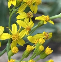 Senecio linearifolius var. intermedius at Burrinjuck, NSW - 31 Dec 2022 by JaneR