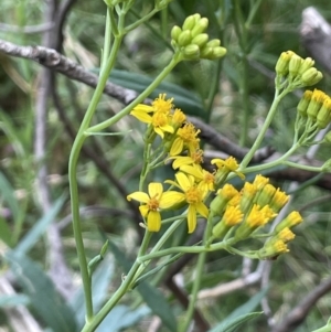 Senecio linearifolius var. intermedius at Burrinjuck, NSW - 31 Dec 2022