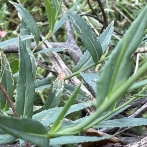 Senecio linearifolius var. intermedius at Burrinjuck, NSW - 31 Dec 2022