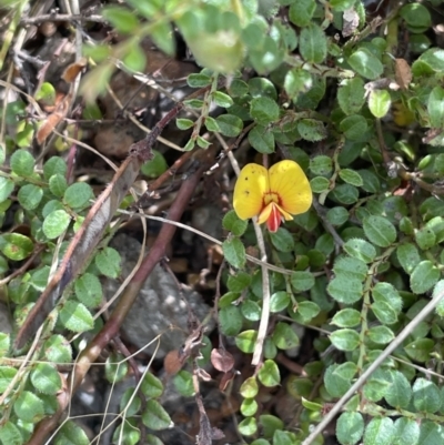 Bossiaea buxifolia (Matted Bossiaea) at Burrinjuck Nature Reserve - 31 Dec 2022 by JaneR