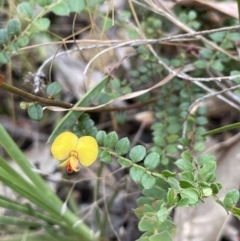 Bossiaea buxifolia at Burrinjuck, NSW - 31 Dec 2022 04:06 PM