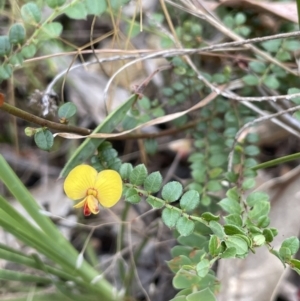 Bossiaea buxifolia at Burrinjuck, NSW - 31 Dec 2022