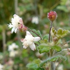 Xanthosia pilosa (Woolly Xanthosia) at Morton National Park - 3 Nov 2022 by RobG1