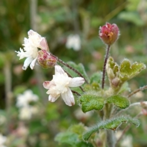 Xanthosia pilosa at Boolijah, NSW - suppressed