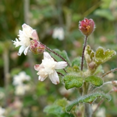 Xanthosia pilosa (Woolly Xanthosia) at Morton National Park - 3 Nov 2022 by RobG1