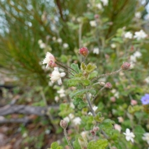 Xanthosia pilosa at Boolijah, NSW - suppressed