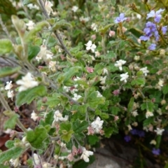 Xanthosia pilosa at Boolijah, NSW - suppressed