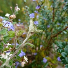 Xanthosia pilosa at Boolijah, NSW - suppressed