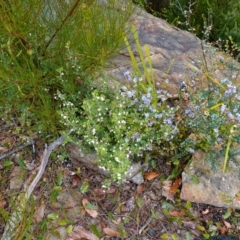 Xanthosia pilosa at Boolijah, NSW - 3 Nov 2022