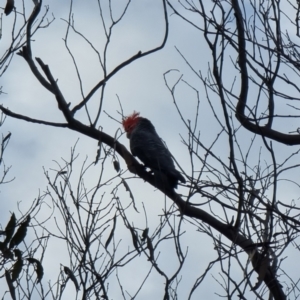 Callocephalon fimbriatum at Captains Flat, NSW - suppressed