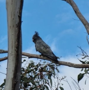 Callocephalon fimbriatum at Captains Flat, NSW - suppressed