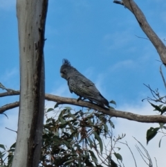 Callocephalon fimbriatum at Captains Flat, NSW - 1 Jan 2023