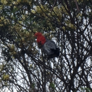 Callocephalon fimbriatum at Captains Flat, NSW - suppressed