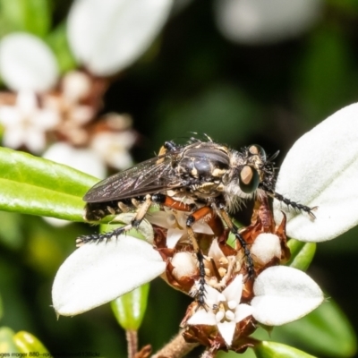 Thereutria amaraca (Spine-legged Robber Fly) at Acton, ACT - 2 Jan 2023 by Roger