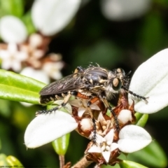 Thereutria amaraca (Spine-legged Robber Fly) at ANBG - 2 Jan 2023 by Roger