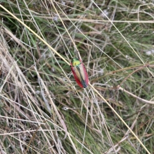 Temognatha limbata at Williamsdale, NSW - 10 May 2022