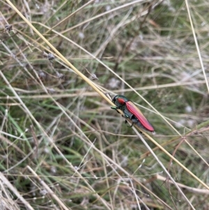 Temognatha limbata at Williamsdale, NSW - 10 May 2022