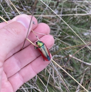 Temognatha limbata at Williamsdale, NSW - 10 May 2022