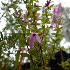 Tetratheca thymifolia at Boolijah, NSW - suppressed