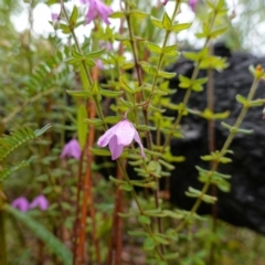 Tetratheca thymifolia at Boolijah, NSW - suppressed