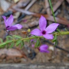 Tetratheca thymifolia at Boolijah, NSW - suppressed