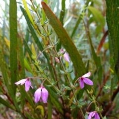Tetratheca thymifolia at Boolijah, NSW - suppressed
