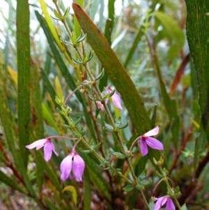 Tetratheca thymifolia at Boolijah, NSW - 3 Nov 2022