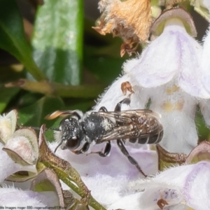 Megachile sp. (several subgenera) at Acton, ACT - 3 Jan 2023