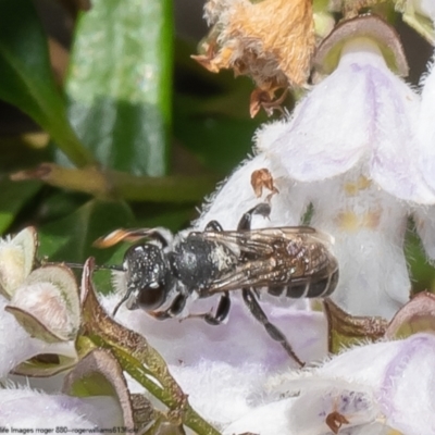 Megachile sp. (Leafcutter, resin or mortar bee) at Acton, ACT - 3 Jan 2023 by Roger