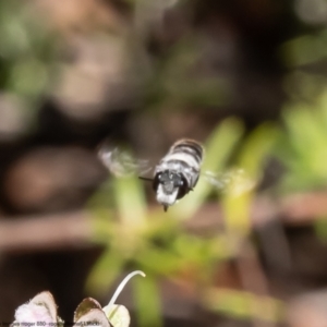 Megachile sp. at Acton, ACT - 3 Jan 2023