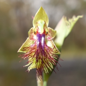 Calochilus campestris at Tianjara, NSW - 3 Nov 2022