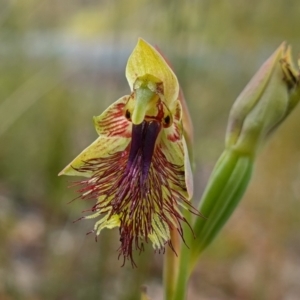 Calochilus campestris at Tianjara, NSW - 3 Nov 2022