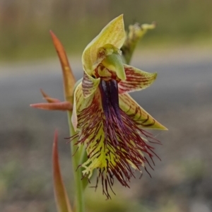 Calochilus campestris at Tianjara, NSW - 3 Nov 2022