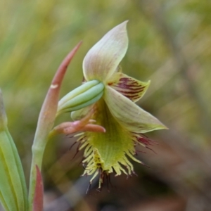 Calochilus campestris at Tianjara, NSW - 3 Nov 2022